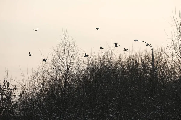 Graue Enten Auf Weißem Schnee Winter — Stockfoto