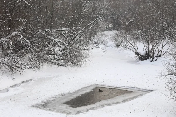 Patos Grises Sobre Nieve Blanca Invierno — Foto de Stock