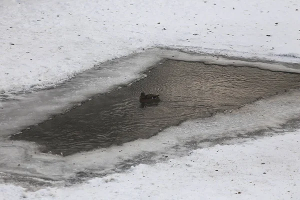 Canards Gris Sur Neige Blanche Hiver — Photo