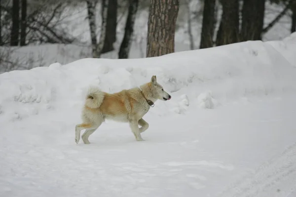 Beyaz köpek kışın karda koşar.