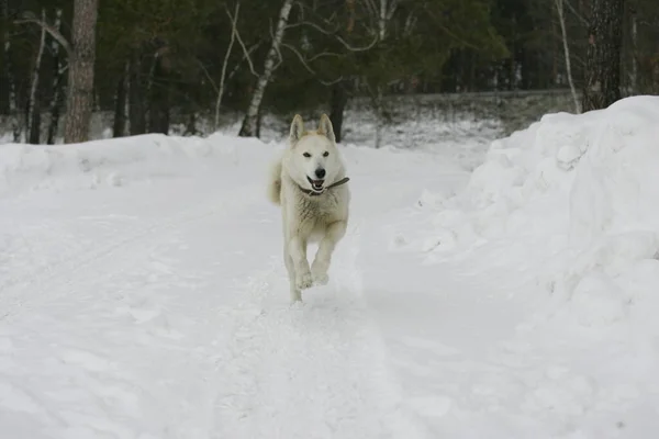 Perro Blanco Corre Nieve Invierno — Foto de Stock