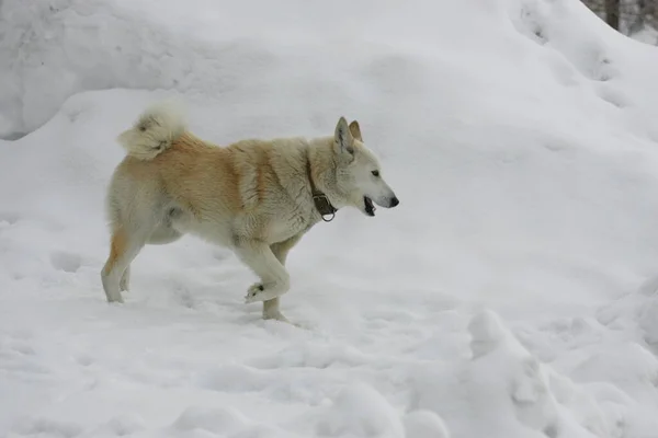 Perro Blanco Corre Nieve Invierno — Foto de Stock