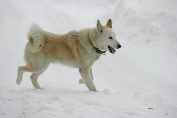 Beyaz köpek kışın karda koşar.