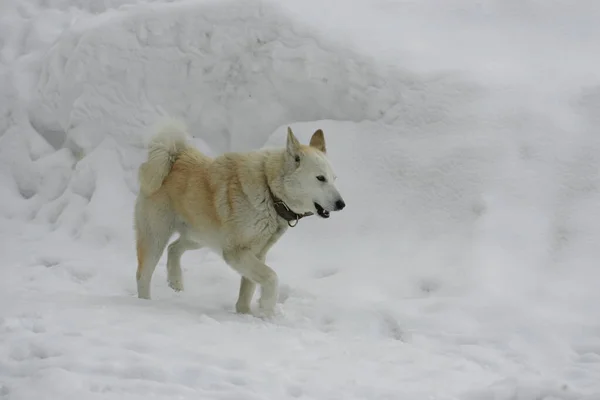 Chien Blanc Court Dans Neige Hiver — Photo