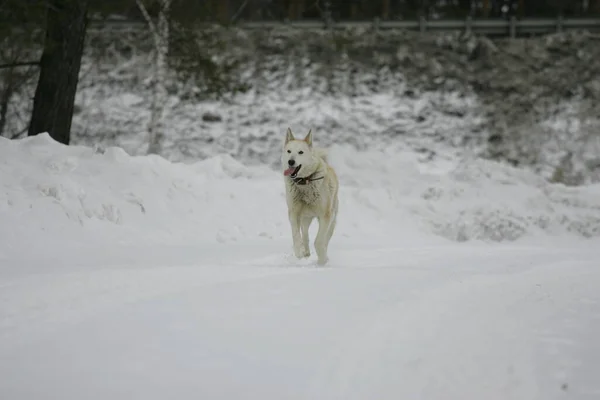 Perro Blanco Corre Nieve Invierno — Foto de Stock