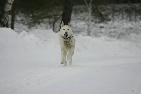 Perro Blanco Corre Nieve Invierno — Foto de Stock