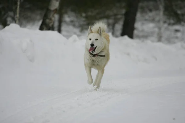 Perro Blanco Corre Nieve Invierno — Foto de Stock