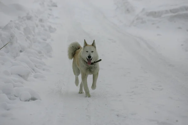 Beyaz köpek kışın karda koşar.