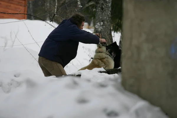 Белая Агрессивная Собака Нападает Человека Зимой — стоковое фото