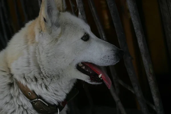 Белая Собака Черным Носом — стоковое фото