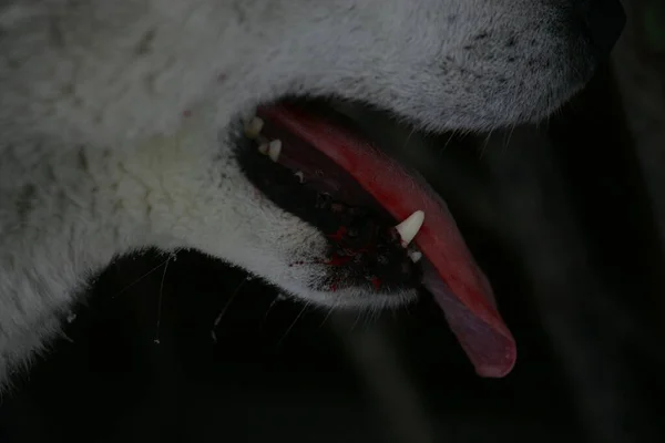 黒い鼻を持つ白い犬が閉じます — ストック写真