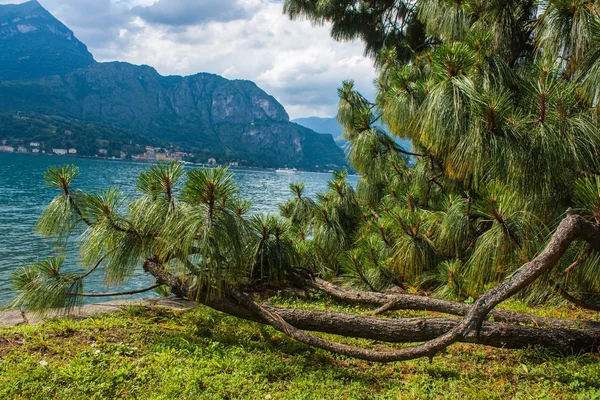 Bellagio miasto na jezioro Como, Włochy. Region Lombardii. Sławny włoski, Villa Melzi Park. Ogród botaniczny roślin i drzew — Zdjęcie stockowe