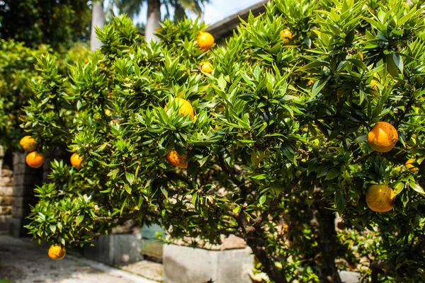 Mandarino Arancio con frutta fresca su rami . — Foto Stock