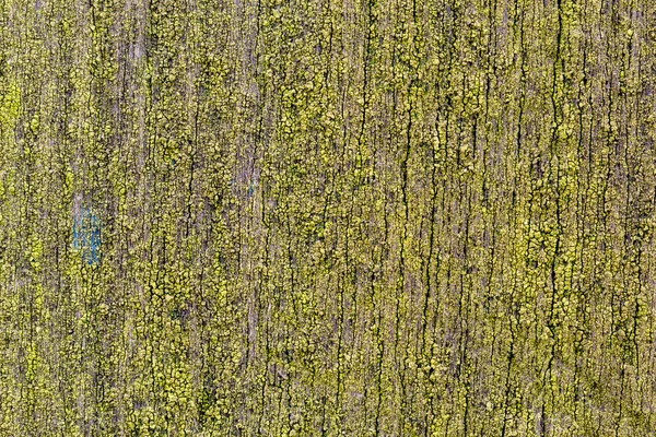 Mos Hout Mossig Bord Groene Natuurlijke Achtergrond — Stockfoto