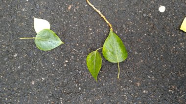 Asfalt çatlak dokusu. Yatay Özet 