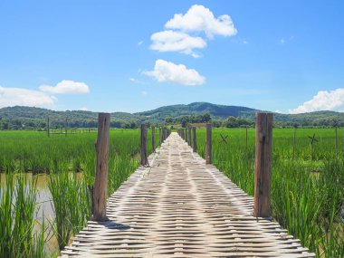 Pirinç tarlaları arasındaki bambu köprüsü. Gökyüzü ve dağ arkaplanlı güzel doğanın ortasında. Mesaj için yer var. Peyzaj doğa kavramı