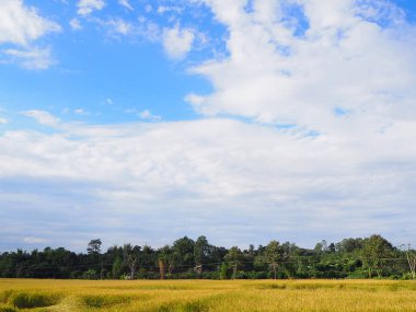 Güzel çeltik pirinç tarlasının mavi gökyüzü arka planı. Metin için boşluk
