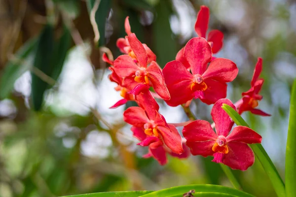 Close Beautiful Red Orchids Blooming Nature Background Garden Space Text — Stock Photo, Image