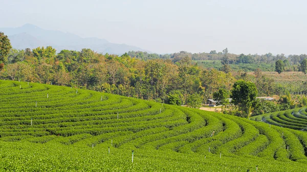 Krajobraz Piękny Plantacji Herbaty Tłem Gór Miejsce Tekst — Zdjęcie stockowe