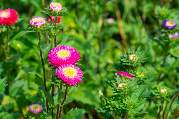 Close-up Of Everlasting flowers or Straw flowers. Helichrysum bracteatum flowers.