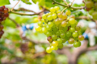 Asmadan sarkan yeşil üzümler. Güzel üzüm bağları. Mesaj için yer var. Sağlık meyvesi kavramı