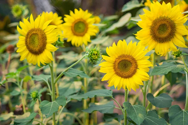 Linda Floração Verão Amarelo Vibrante Girassol Também Conhecido Como Helianthus — Fotografia de Stock