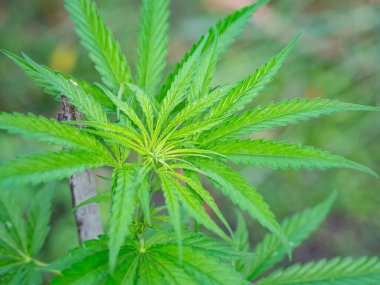 Topraktan yetişen kenevir bitkisinin yakın çekimi. Sağlık için kenevir yeşili yapraklar. Mesaj için yer var. Marihuana tarlası konsepti