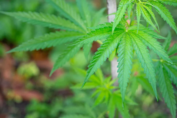 Primo Piano Delle Foglie Cannabis Che Crescono Dal Suolo Foglia — Foto Stock