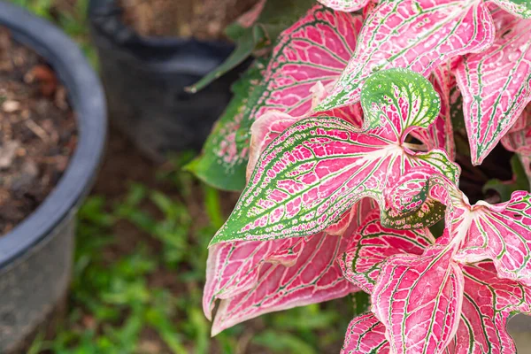 Indah Caladium Bicolor Aiton Vent Atau Ratu Dari Tanaman Berdaun — Stok Foto