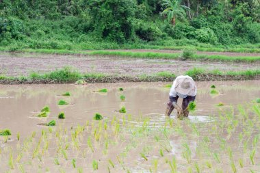 Genç çiftçi kadın çeltik pirinç tarlalarına pirinç ekiyor. Kuzey 'de, Tayland' da yağmur mevsiminde çiftçiler çeltik tarlalarında pirinç ekmeye başlarlar.