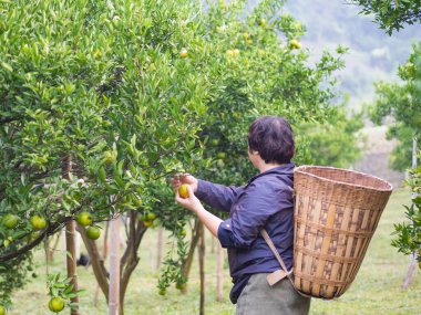 İşçinin arkası, arkalarına bambu sepeti koymak için mandalina topluyor. Kopyalama alanı olan doğa arkaplanı