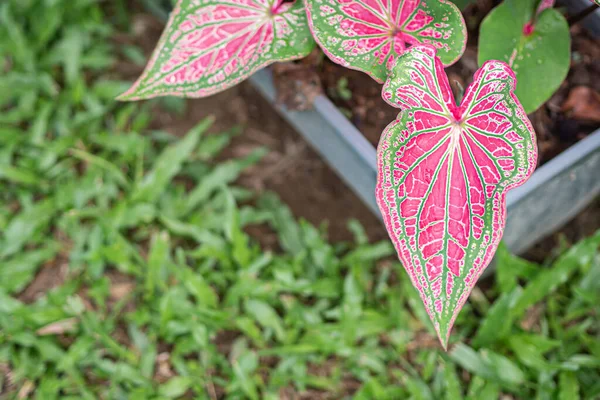 Belle Caladium Bicolore Appelé Coeur Jésus Reine Des Plantes Feuillues — Photo