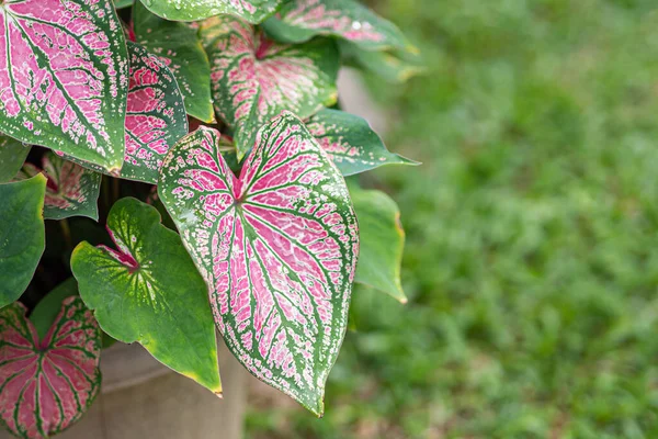 Belle Caladium Bicolore Appelé Coeur Jésus Reine Des Plantes Feuillues — Photo