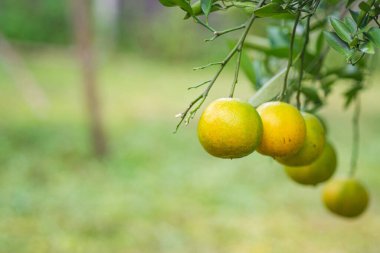 Organik fidanlıktaki bir ağaçtan yetişmiş mandalinaların yakın çekimi. Mesaj için C vitamini içeren mandalinalar. Sağlık meyvesi kavramı