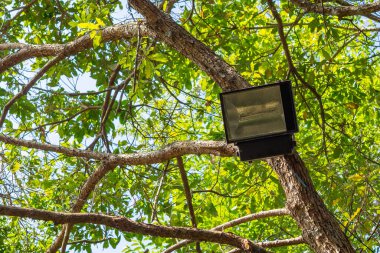 Işıklar ağaca monte edildi. Işık ve doğa kavramı. Metin için boşluk