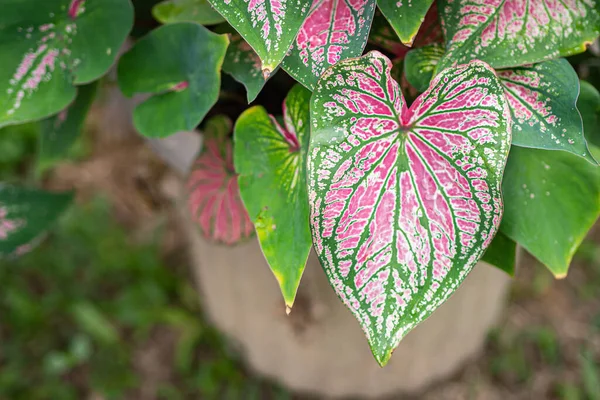 Kaunis Caladium Bicolor Nimeltään Jeesuksen Sydän Tai Kuningatar Lehtikasvien Värikäs — kuvapankkivalokuva