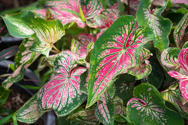 Indah Dari Caladium Bicolor Disebut Hati Yesus Atau Ratu Dari — Stok Foto