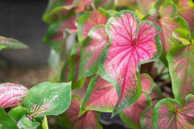 Güzel kaladyum bicolor, adı İsa 'nın Kalbi ya da yapraklı bitkilerin kraliçesi. Bahçede renkli. Seçici odaklanma. Metin için boşluk