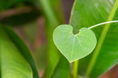 Yeşil kalp şeklindeki yaprağın yakın çekimi. Mesaj için yer var. Sevgililer Günü konsepti