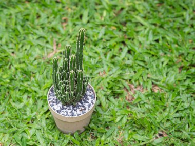 Çimlerin üzerine yerleştirilmiş bir saksıya kaktüs dikmek. Metin için boşluk.