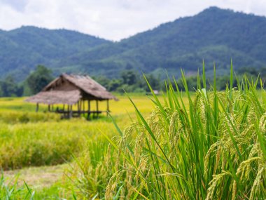 Gökyüzü ve dağ zeminli pirinç tarlalarının güzel manzarası. Tarım alanı. Mesaj için yer var. Doğa ve pirinç ekimi kavramı.