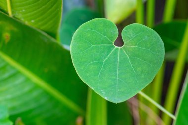 Yeşil yapraklı, kalp şeklinde, doğa kökenli yakın plan. Sevgililer Günü konsepti.