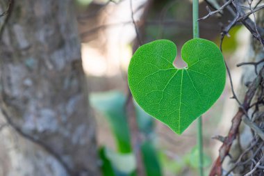 Kalp şeklindeki yeşil yaprağın yakın plan görüntüsü. Mesaj için yer var. Aşk ve doğa kavramı.