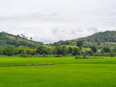 Gökyüzü ve dağ zeminli pirinç tarlalarının güzel manzarası. Tarım alanı. Mesaj için yer var. Doğa ve pirinç ekimi kavramı.