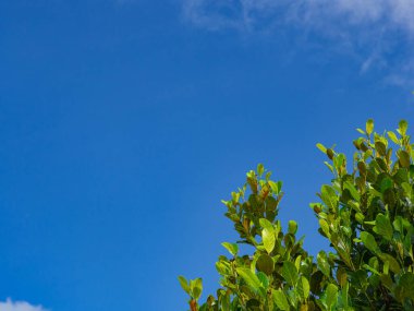 Mavi gökyüzü arka planında yaprakları olan ağaç metin için kopyalama alanı ile.