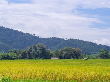 Kuzey Tayland 'da dağ manzaralı pirinç tarlası manzarası