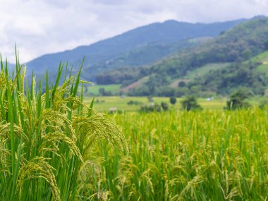 Kuzey Tayland 'da dağ manzaralı pirinç tarlası manzarası.