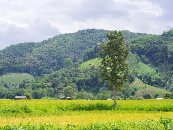 Malowniczy Krajobraz Pola Ryżu Tłem Górskim Północnej Tajlandii — Zdjęcie stockowe