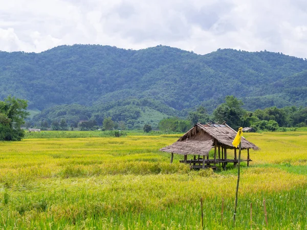 Paisaje Panorámico Campo Arroz Con Fondo Montañoso Norte Tailandia —  Fotos de Stock