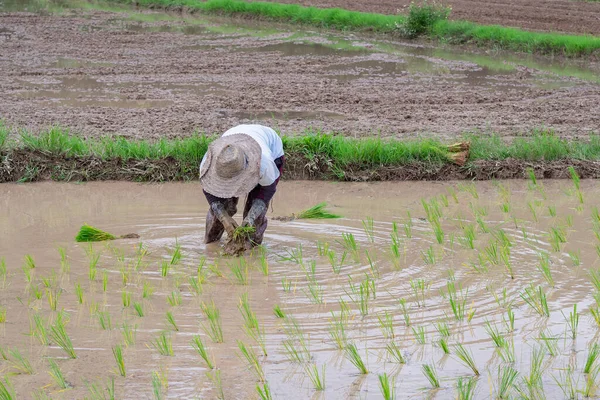 Young woman farmer bends down for are rice planting on the paddy rice farmland. In Northern, Thailand in the rainy season, farmers start cultivating rice plants in the rice paddy field